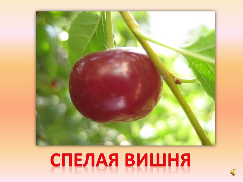 Спелая вишня