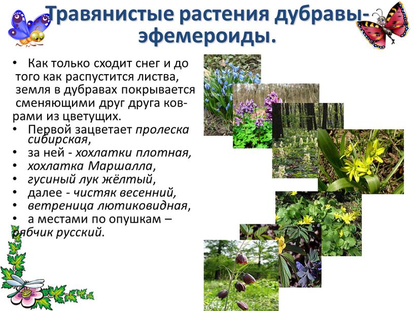 Травянистые растения дубравы-эфемероиды