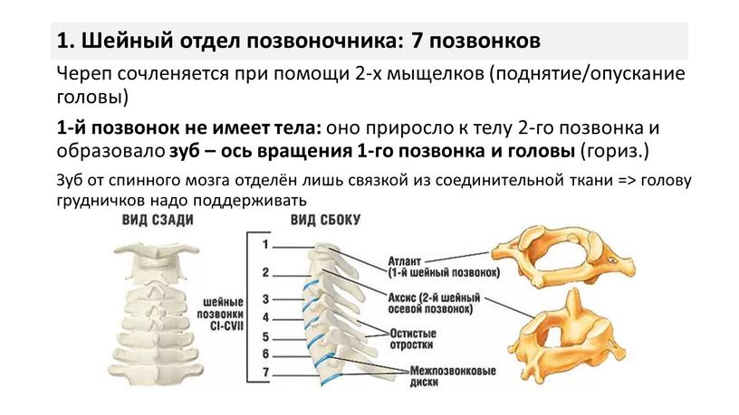 Шейный отдел позвоночника: 7 позвонков