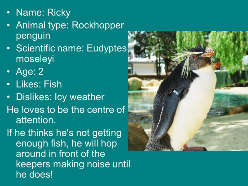 Name: Ricky Animal type: Rockhopper penguin