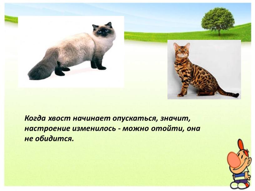 Когда хвост начинает опускаться, значит, настроение изменилось - можно отойти, она не обидится