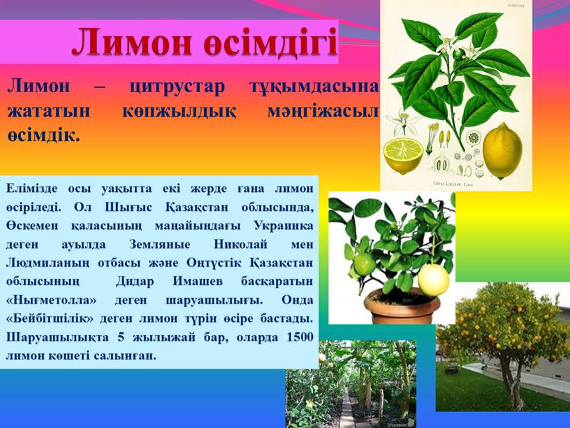 Лимон өсімдігі Лимон – цитрустар тұқымдасына жататын көпжылдық мәңгіжасыл өсімдік