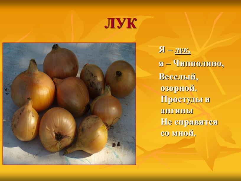 ЛУК Я – лук, я – Чипполино,