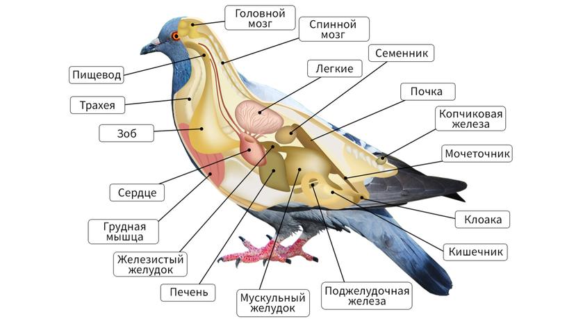 Приспособления птиц к полету: внешнее и внутреннее строение.