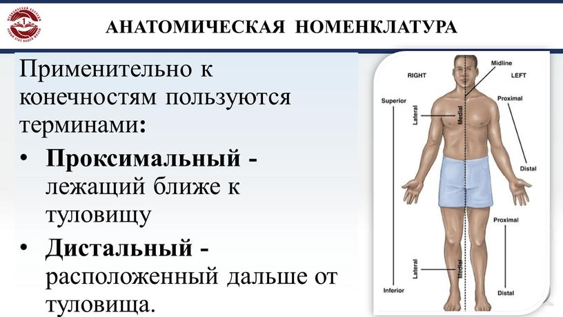 АНАТОМИЧЕСКАЯ НОМЕНКЛАТУРА Применительно к конечностям пользуются терминами :