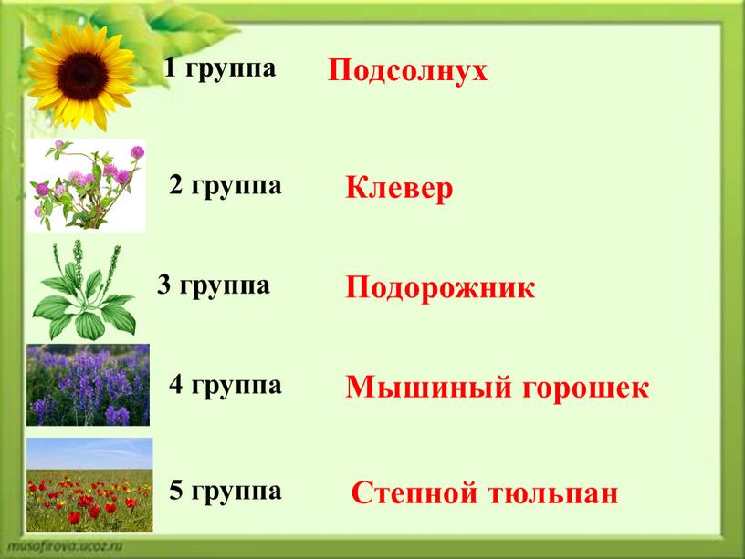 Подсолнух Клевер Подорожник Мышиный горошек