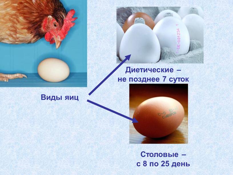 Столовые – с 8 по 25 день