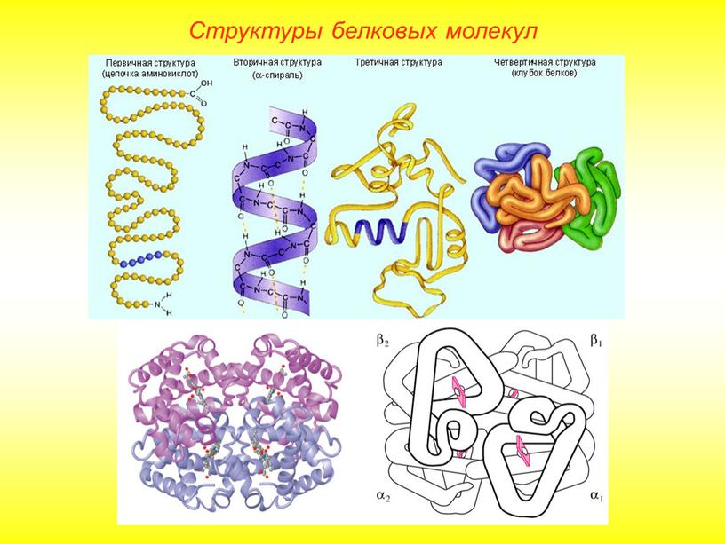 Структуры белковых молекул