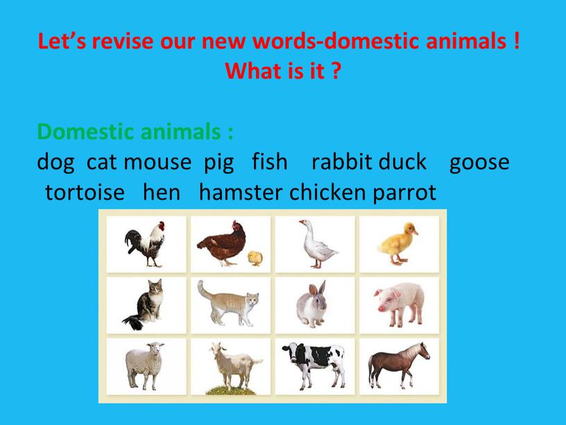 Let’s revise our new words-domestic animals !