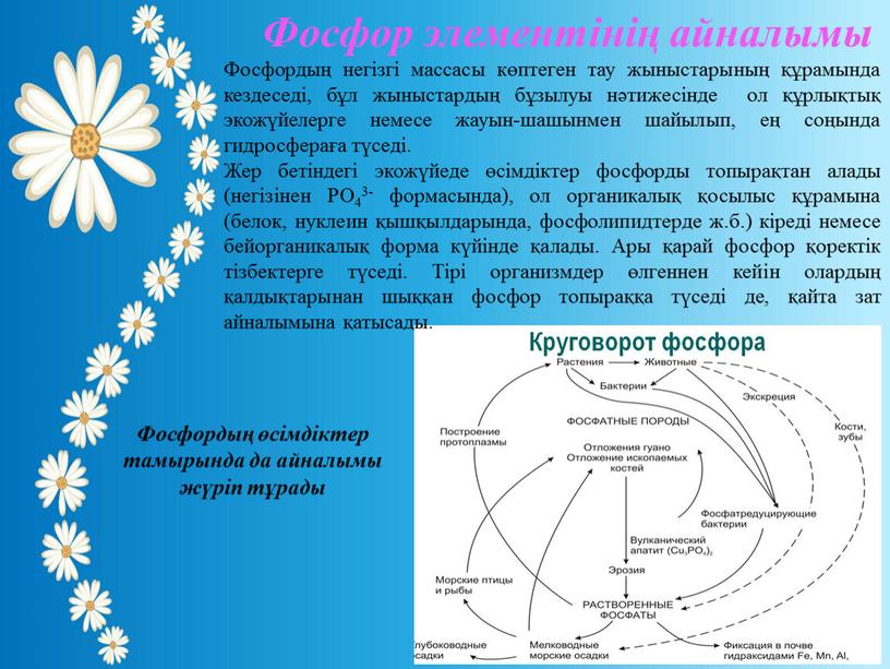 Фосфордың негізгі массасы көптеген тау жыныстарының құрамында кездеседi, бұл жыныстардың бұзылуы нәтижесiнде ол құрлықтық экожүйелерге немесе жауын-шашынмен шайылып, ең соңында гидросфераға түседi