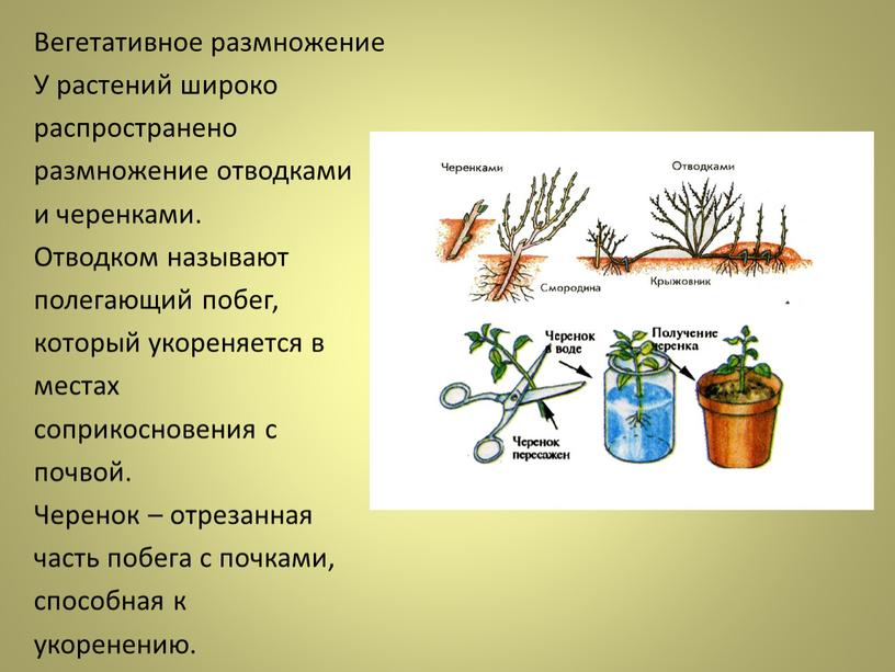 Вегетативное размножение У растений широко распространено размножение отводками и черенками