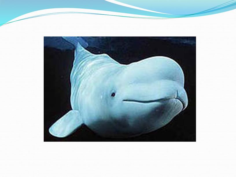 Презентация: "Белые киты"