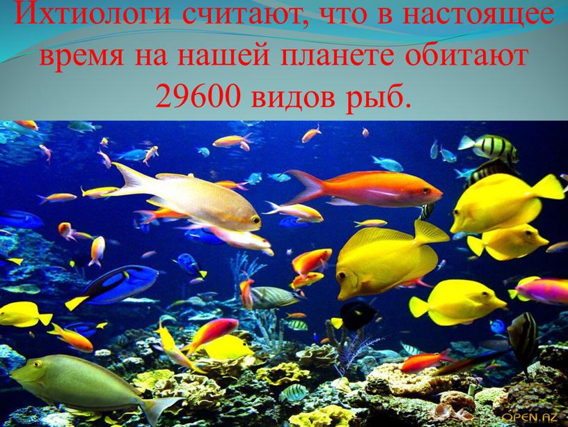 Ихтиологи считают, что в настоящее время на нашей планете обитают 29600 видов рыб