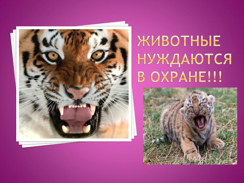 Животные нуждаются в охране!!!