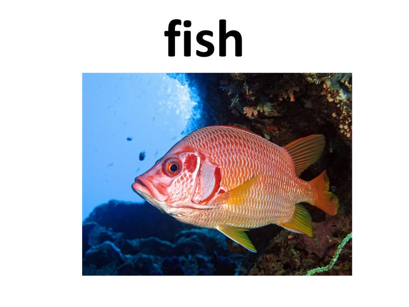 fish