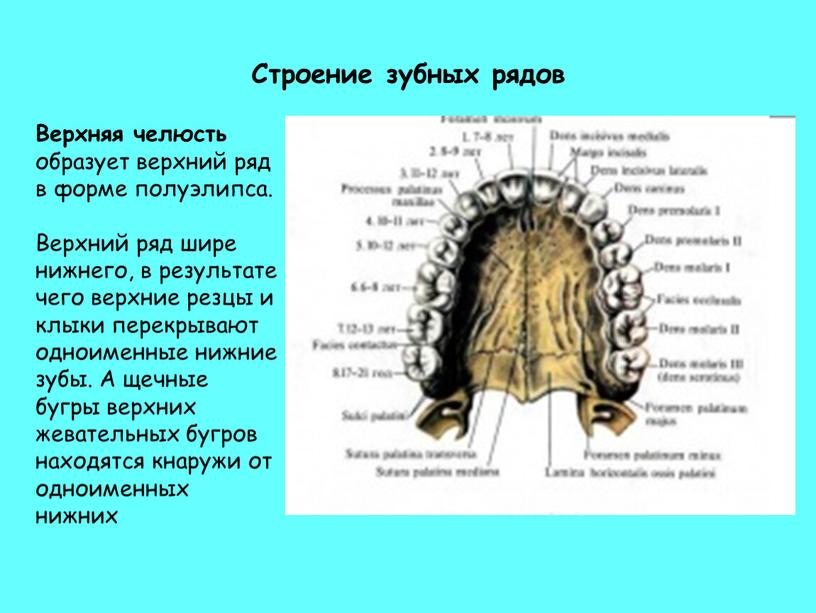 Строение зубных рядов Верхняя челюсть образует верхний ряд в форме полуэлипса