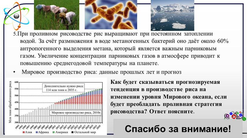 При проливном рисоводстве рис выращивают при постоянном затоплении водой