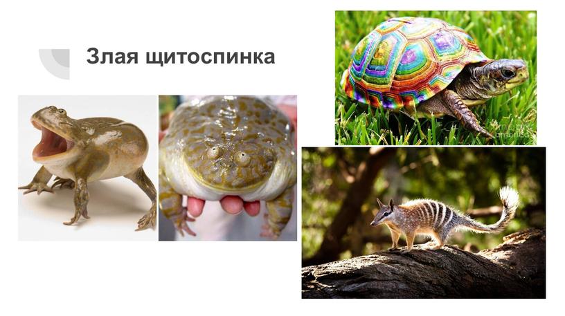 Злая щитоспинка