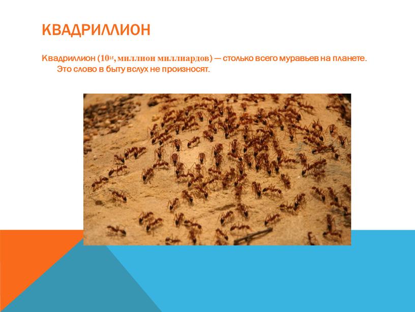 Квадриллион Квадриллион (1015, миллион миллиардов) — столько всего муравьев на планете