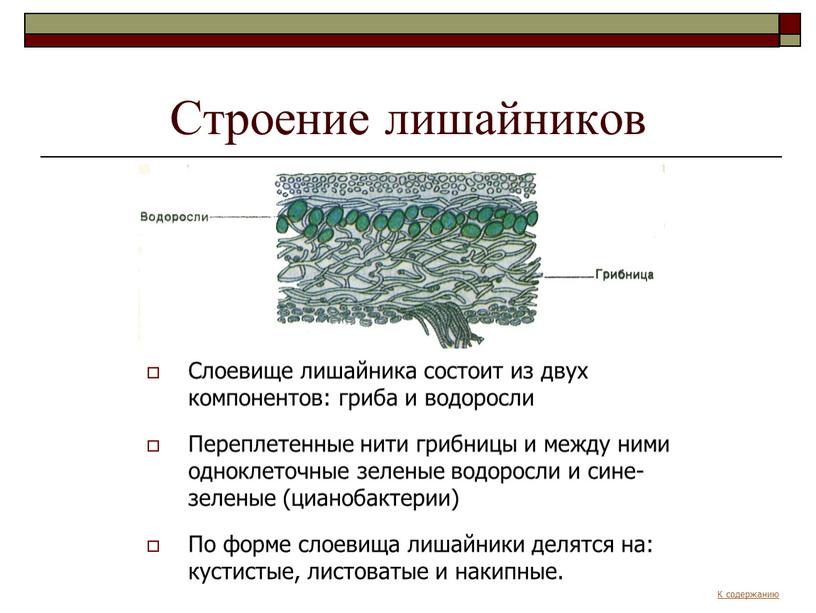 Строение лишайников Слоевище лишайника состоит из двух компонентов: гриба и водоросли