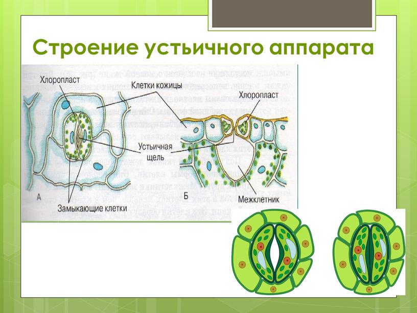 Строение устьичного аппарата