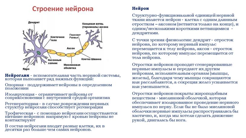 Нейрон Структурно-функциональной единицей нервной ткани является нейрон - клетка с одним длинным отростком – аксоном (ветвится только на конце), и одним/несколькими короткими ветвящимися - дендритами