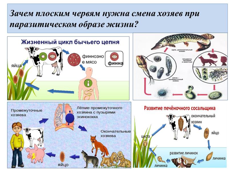 Червь в цикле которого человек промежуточный хозяин