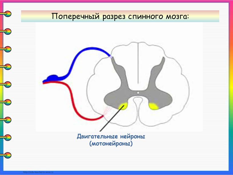 Двигательные нейроны (мотонейроны)