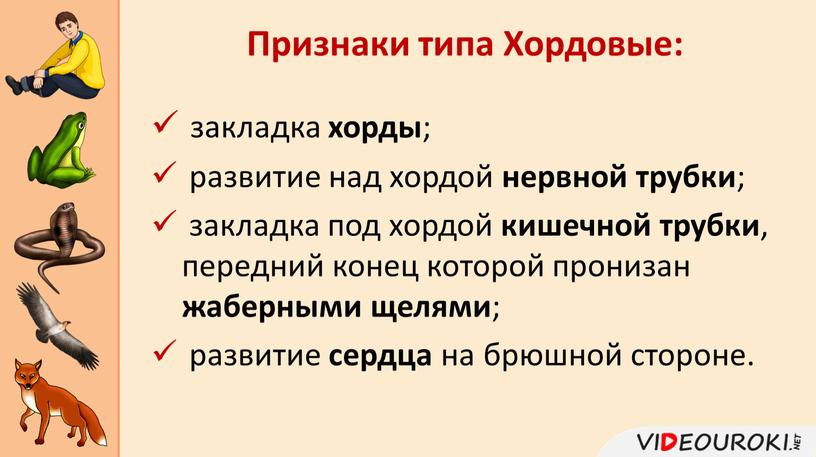 закладка хорды ; развитие над хордой нервной трубки ; закладка под хордой кишечной трубки , передний конец которой пронизан жаберными щелями ; развитие сердца на…