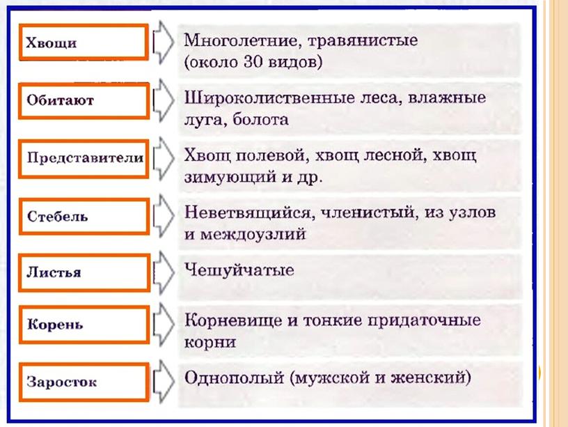 Презентация по биологии на тему " Отдел Хвощевидные" (7 класс).