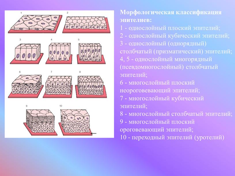 Морфологическая классификация эпителиев: 1 - однослойный плоский эпителий; 2 - однослойный кубический эпителий; 3 - однослойный (однорядный) столбчатый (призматический) эпителий; 4, 5 - однослойный многорядный…