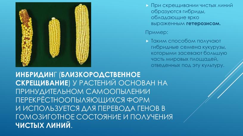 Инбридин г ( близкородственное скрещивание ) у растений основан на принудительном самоопылении перекрёстноопыляющихся форм и используется для перевода генов в гомозиготное состояние и получения чистых…