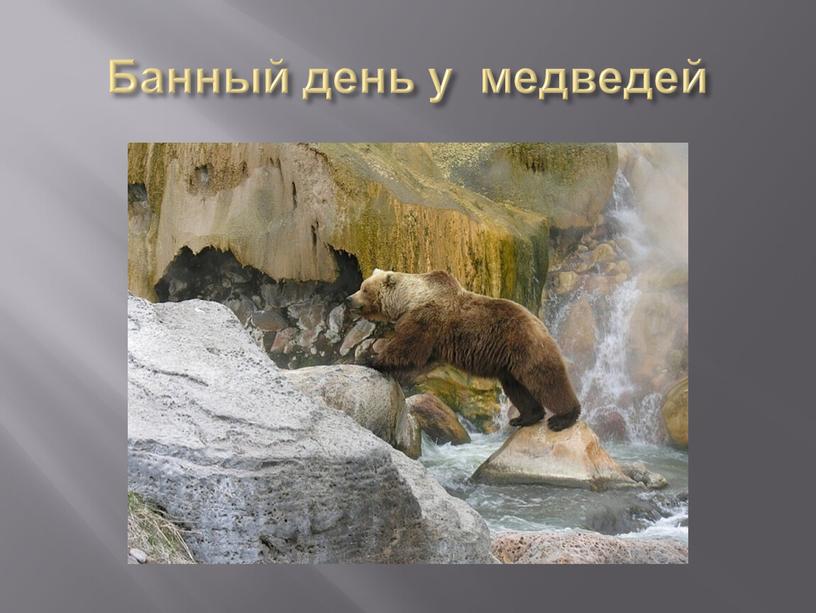 Банный день у медведей