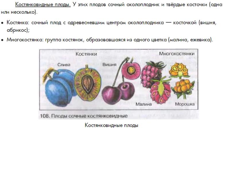 Плоды  растений, 6класс, биология