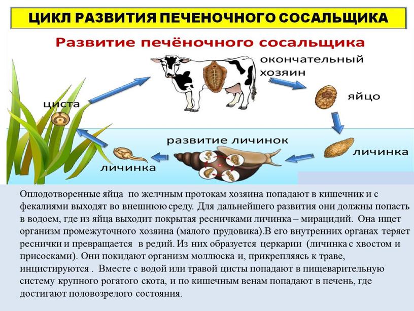 Оплодотворенные яйца по желчным протокам хозяина попадают в кишечник и с фекалиями выходят во внешнюю среду