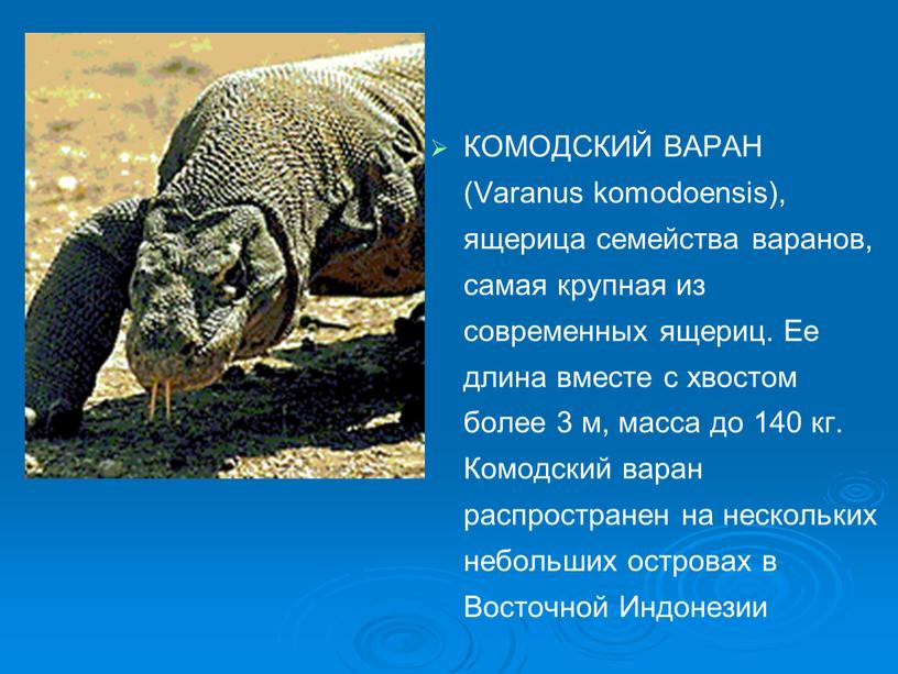 КОМОДСКИЙ ВАРАН (Varanus komodoensis), ящерица семейства варанов, самая крупная из современных ящериц