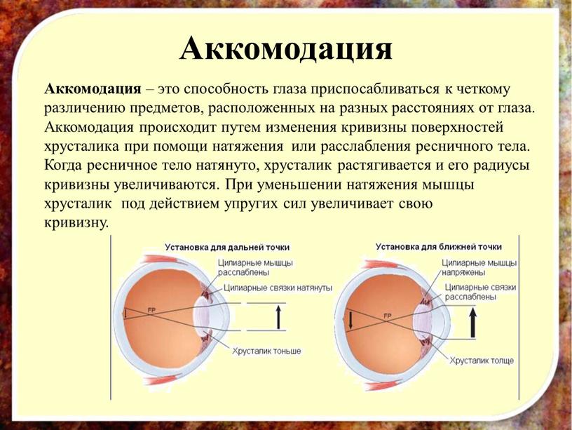 Аккомодация Аккомодация – это способность глаза приспосабливаться к четкому различению предметов, расположенных на разных расстояниях от глаза