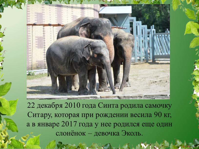 Синта родила самочку Ситару, которая при рождении весила 90 кг, а в январе 2017 года у нее родился еще один слонёнок – девочка