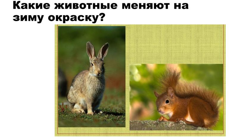 Какие животные меняют на зиму окраску?