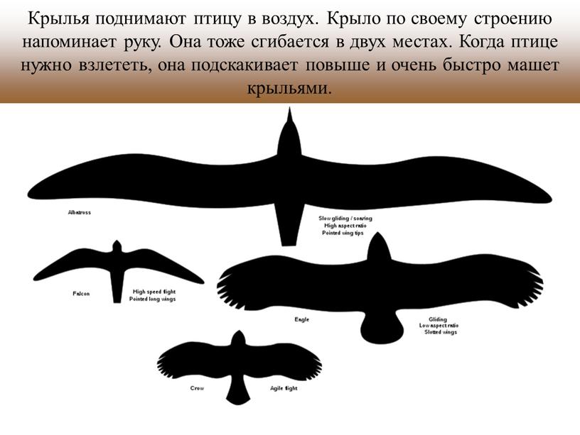 Крылья поднимают птицу в воздух