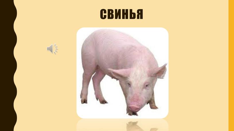 свинья