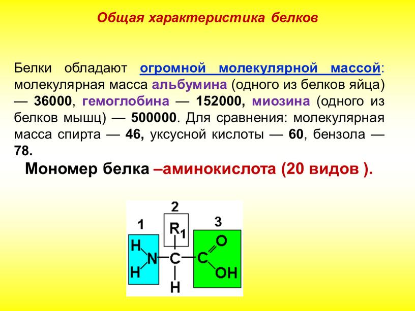 Белки обладают огромной молекулярной массой : молекулярная масса альбумина (одного из белков яйца) — 36000 , гемоглобина — 152000, миозина (одного из белков мышц) —…