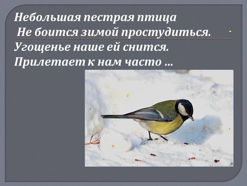Небольшая пестрая птица Не боится зимой простудиться