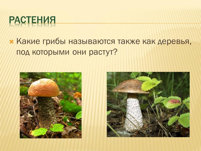 Растения Какие грибы называются также как деревья, под которыми они растут?