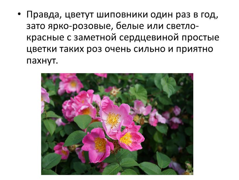 Правда, цветут шиповники один раз в год, зато ярко-розовые, белые или светло-красные с заметной сердцевиной простые цветки таких роз очень сильно и приятно пахнут