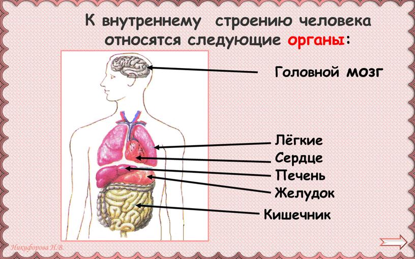 Головной мозг Лёгкие Сердце Печень