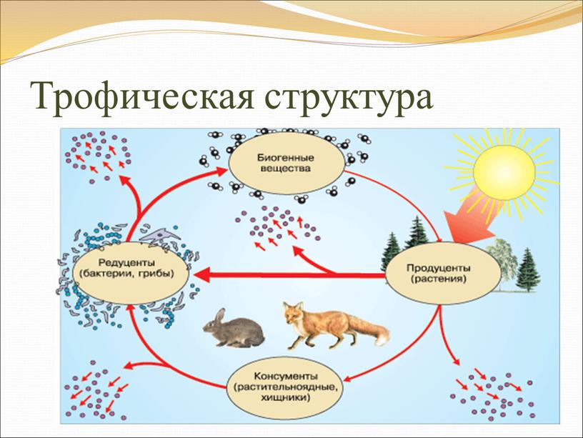 Схема трофической структуры биоценоза широколиственного леса