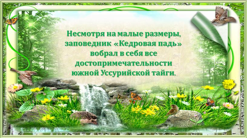 Несмотря на малые размеры, заповедник «Кедровая падь» вобрал в себя все достопримечательности южной