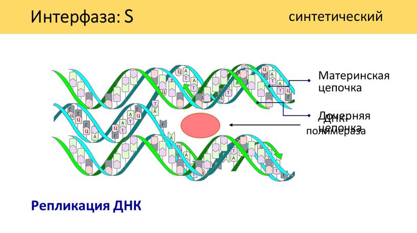 Интерфаза: S синтетический Материнская цепочка