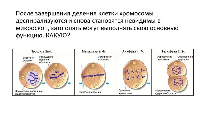 После завершения деления клетки хромосомы деспирализуются и снова становятся невидимы в микроскоп, зато опять могут выполнять свою основную функцию